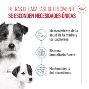 Royal Canin Dog Mini Starter 4 kg