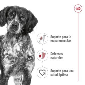 Royal Canin Dog Medium Adult 15 kg