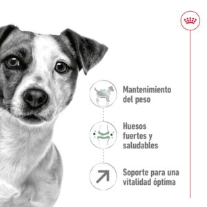 Royal Canin Dog Mini Ageing +12 De 3.5 kg