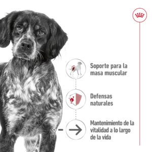 Royal Canin Lata Dog Medium Ageing 410 g